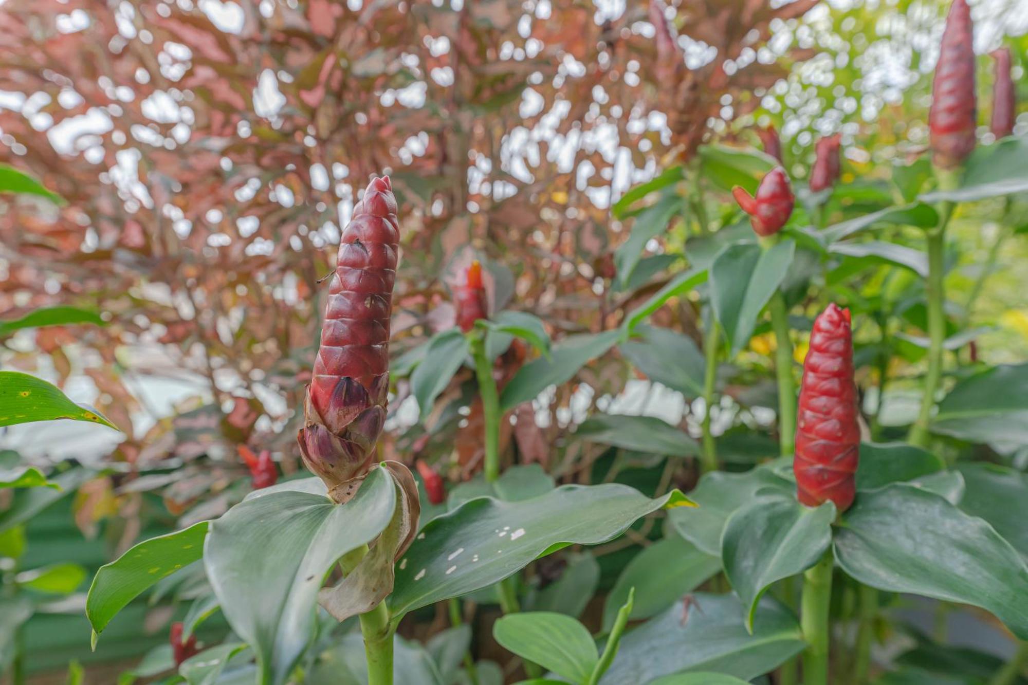 Udupi Homestay Garden Villa Ngoại thất bức ảnh